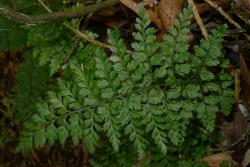Asplenium hookerianum. Mature frond with broad ultimate lamina segments. 
 Image: L.R. Perrie © Leon Perrie CC BY-NC 3.0 NZ
